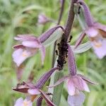Epipactis palustris Цветок
