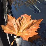 Platanus x hispanica 葉