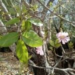 Tabebuia heterophylla Levél