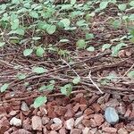 Fuchsia procumbens 樹皮