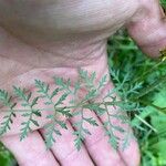 Daucus pusillus Folha