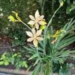 Iris domestica 叶