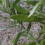 Pseudognaphalium californicum Leaf