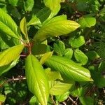 Frangula azorica Likasa