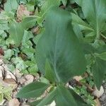 Centranthus angustifolius Blad