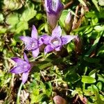 Gentianella germanica Flor