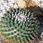 Mammillaria magnimamma Ліст