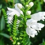 Physostegia virginianaBloem