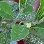 Solanum pseudocapsicum Blüte