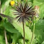 Bidens pilosa Плод