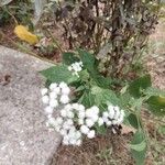 Ageratina altissimaफूल