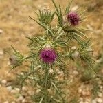 Cirsium echinatum 花