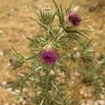 Cirsium echinatum Λουλούδι