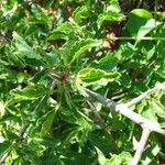 Commiphora africana 葉