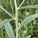 Crotalaria juncea Rhisgl