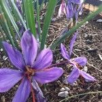 Crocus sativus Цветок