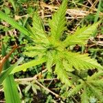 Rubus microphyllus Hoja