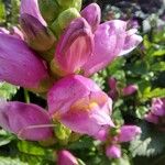 Chelone obliqua Fiore
