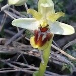 Ophrys sphegodes Květ