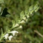 Scutellaria albida その他の提案
