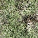 Baccharis sarothroides Hoja