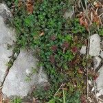 Thymus praecox Habitat