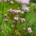 Thalictrum aquilegiifolium Іншае