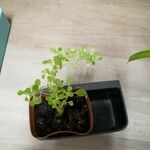 Pilea microphylla Ліст