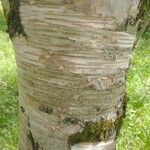 Betula maximowicziana 樹皮