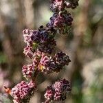 Atriplex hortensis Frukt