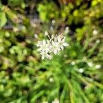 Allium tuberosum Flower