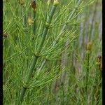 Equisetum fluviatile Φύλλο