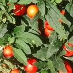 Solanum pseudocapsicum Плод