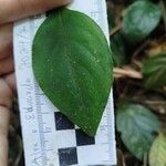 Manettia paraguariensis Leaf