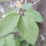 Lonicera xylosteumBlad