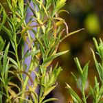 Euthamia occidentalis Hábito