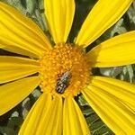 Euryops pectinatus Floro