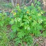 Chelidonium majus Blad