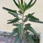 Kalanchoe serrata Liść