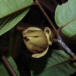 Uvaria scabrida Flower