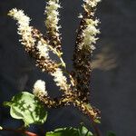 Anredera cordifolia Blüte