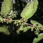 Pinzona coriacea Diğer