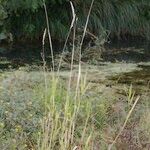 Calamagrostis pseudophragmites Hábito