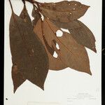 Tovomita longifolia 葉