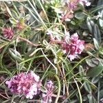Thymus pulegioides花