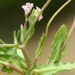 Valeriana vesicaria Leaf