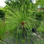 Cyperus papyrus Levél