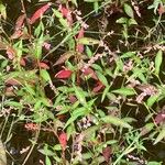 Persicaria minor പുഷ്പം