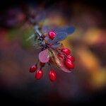 Berberis thunbergii Fruit