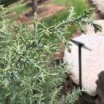 Juniperus osteosperma Leaf